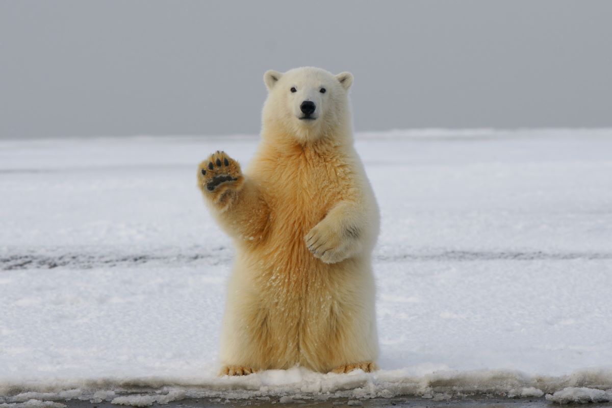 The Polar bear - a threatened species. Photo by Hans Jurgen mager on Unsplash.